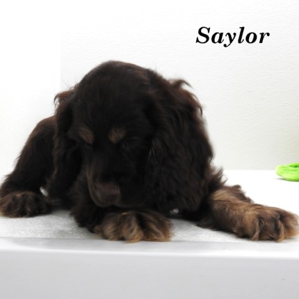puppy, for, sale, Cocker Spaniel, Joe & Cherri  Overlease, dog, breeder, Miller, MO, dog-breeder, puppy-for-sale, forsale, nearby, find, puppyfind, locator, puppylocator, aca